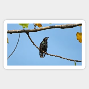 Common Starling Sticker